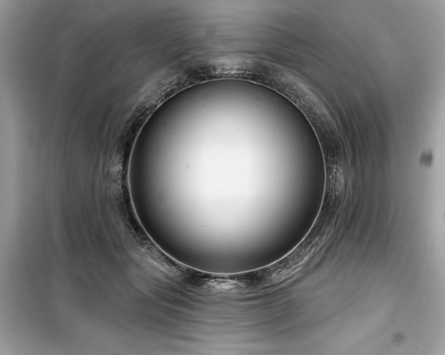 X0000099580557200805161238