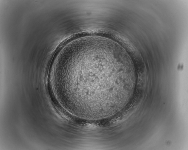 X0000099580592200805161237