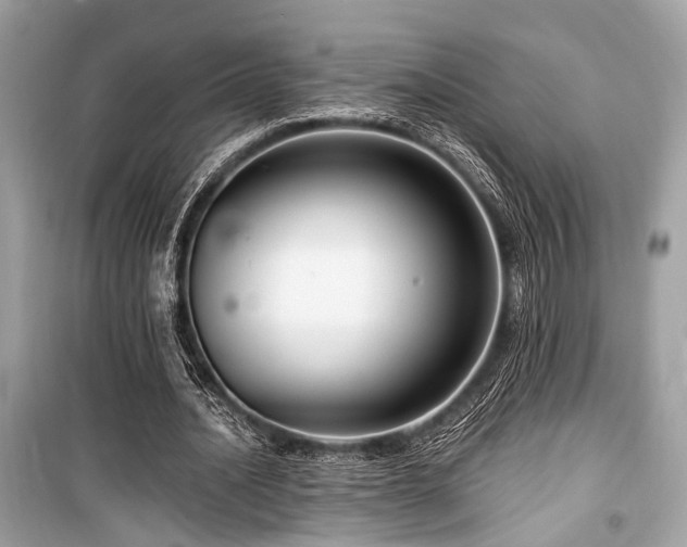 X0000099580628200805161236