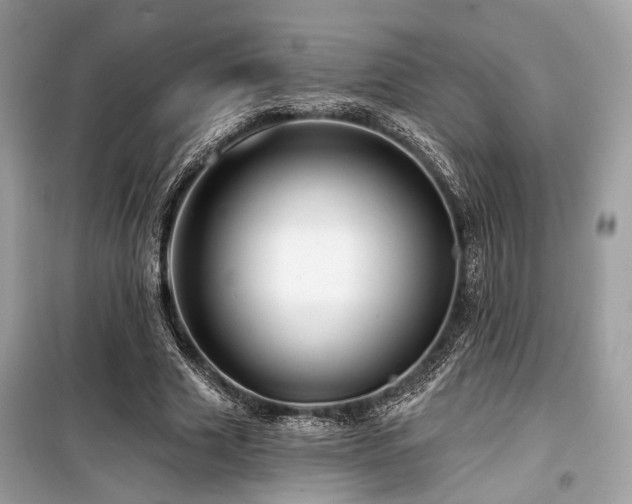 X0000099580633200805161236