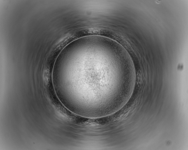 X0000099580648200805161236
