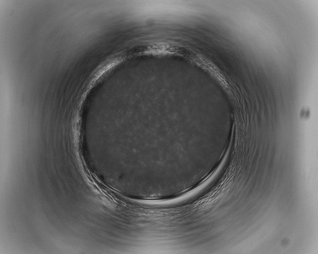 X0000099580724200805161235