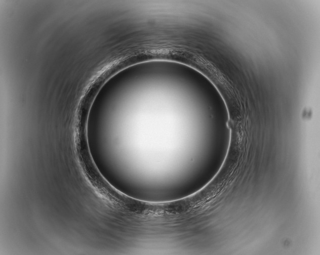 X0000099580728200805161235