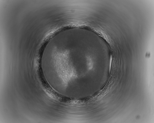 X0000099580736200805161235