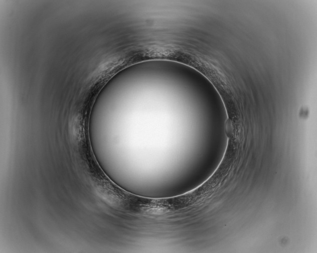 X0000099580743200805161235
