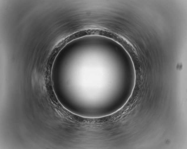 X0000099580775200805161234