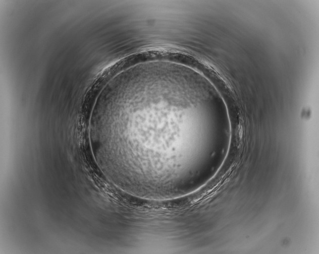 X0000099580822200805161233