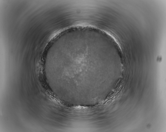 X0000099580823200805161233