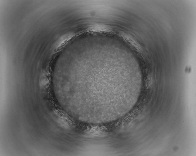 X0000099580824200805161233