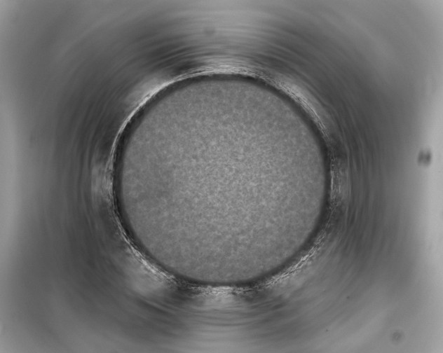X0000099580828200805161233
