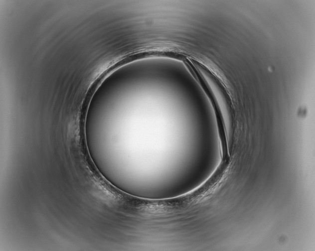 X0000099580834200805161233