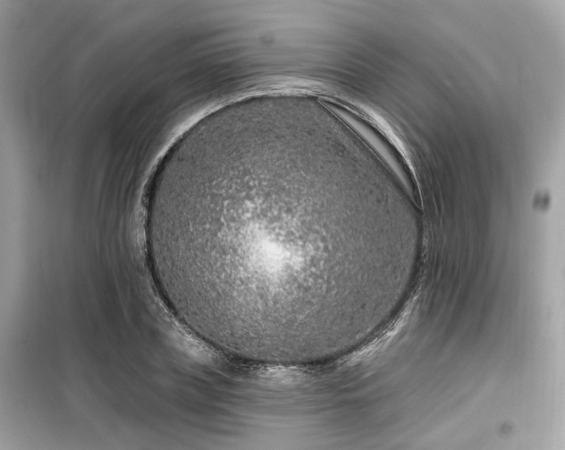 X0000099580835200805161233