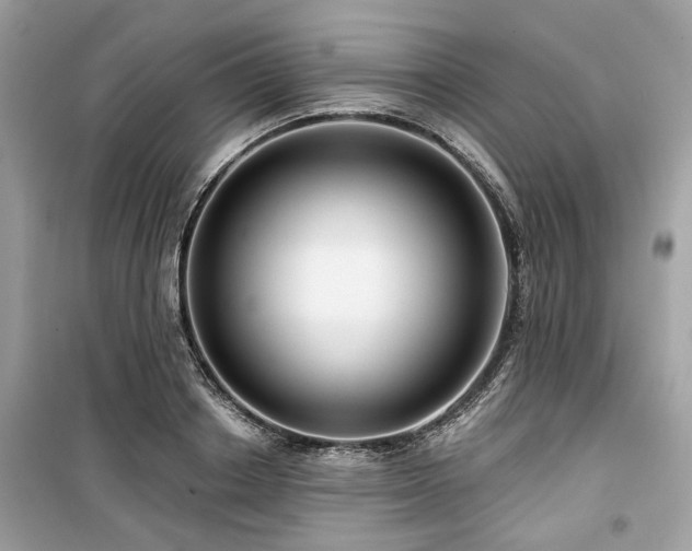 X0000099580842200805161233