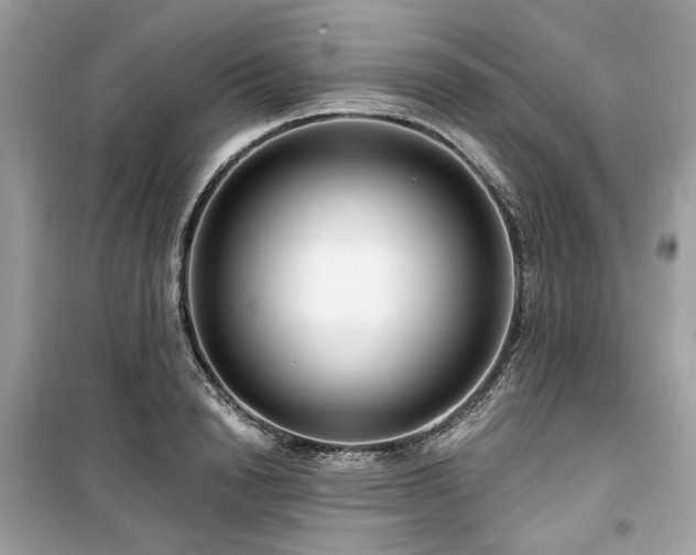 X0000099580846200805161233