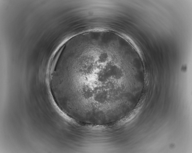 X0000099580851200805161233