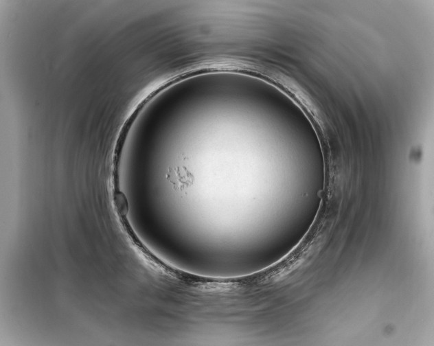 X0000099580853200805161233