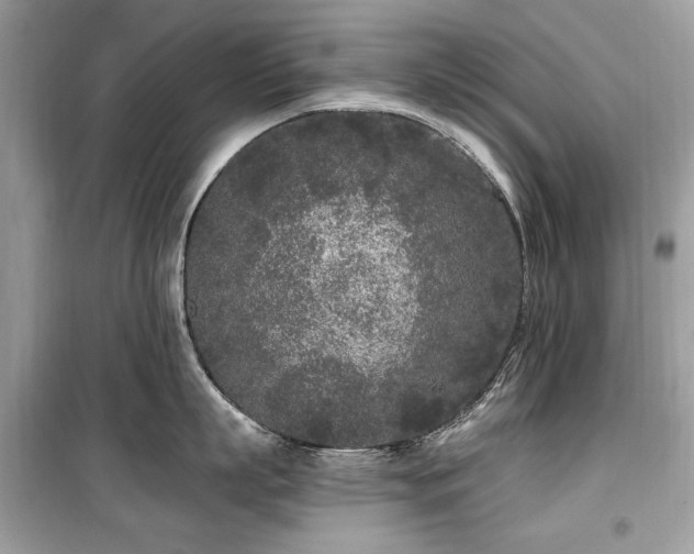 X0000099580863200805161234
