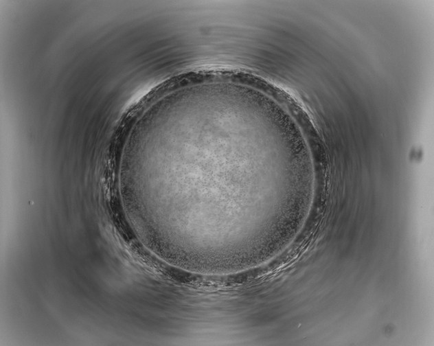X0000099580871200805161232