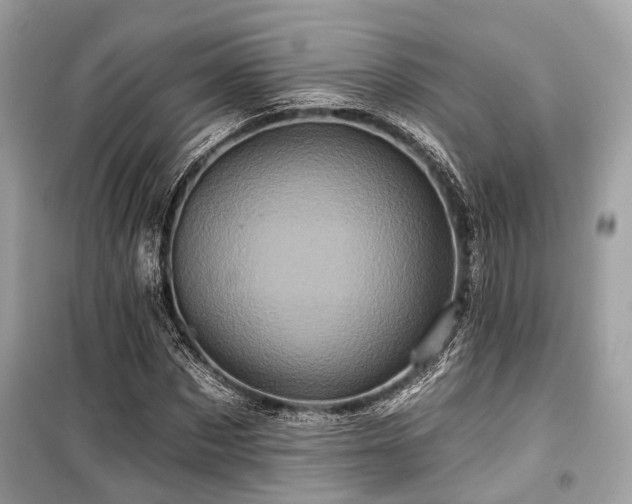 X0000099580873200805161232
