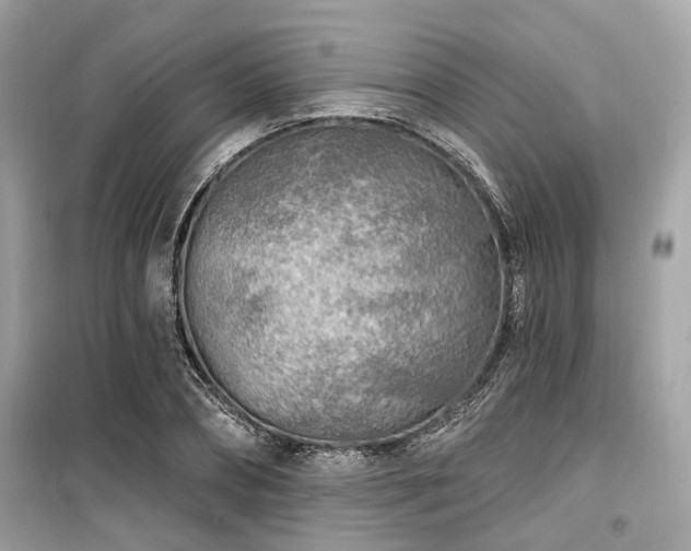 X0000099580882200805161232