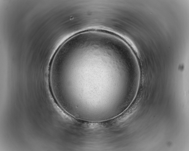 X0000099580903200805161232