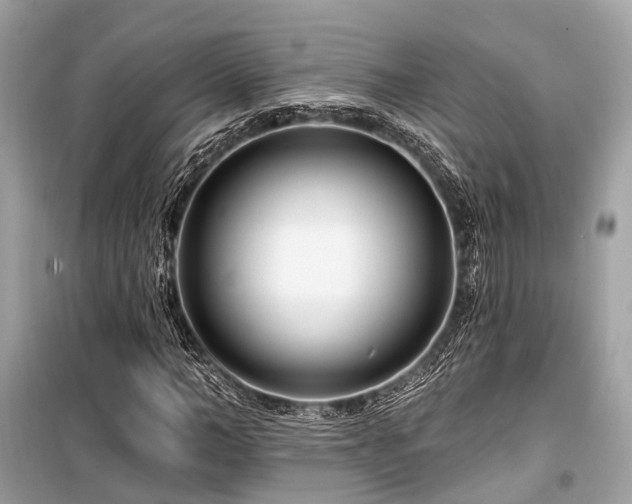 X0000099580966200805161231