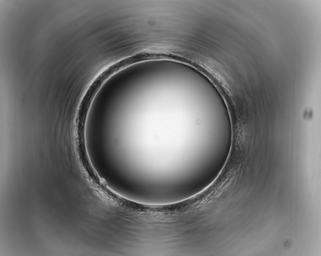 X0000099580976200805161231