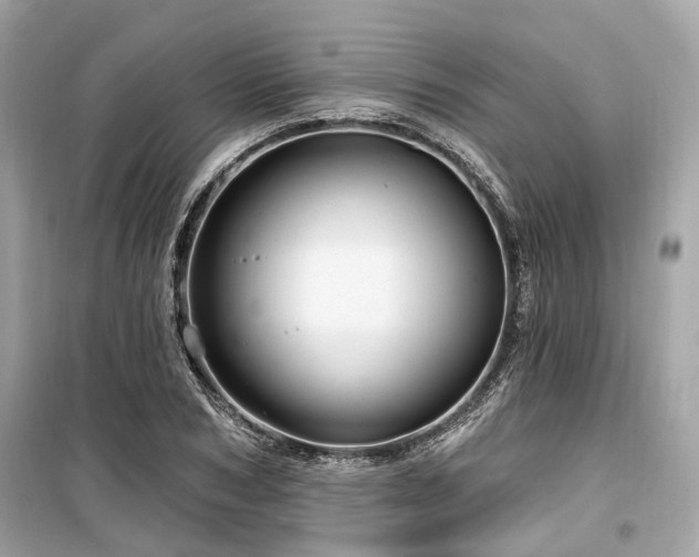 X0000099580978200805161231
