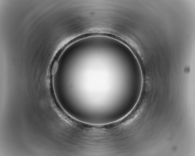 X0000099580981200805161231