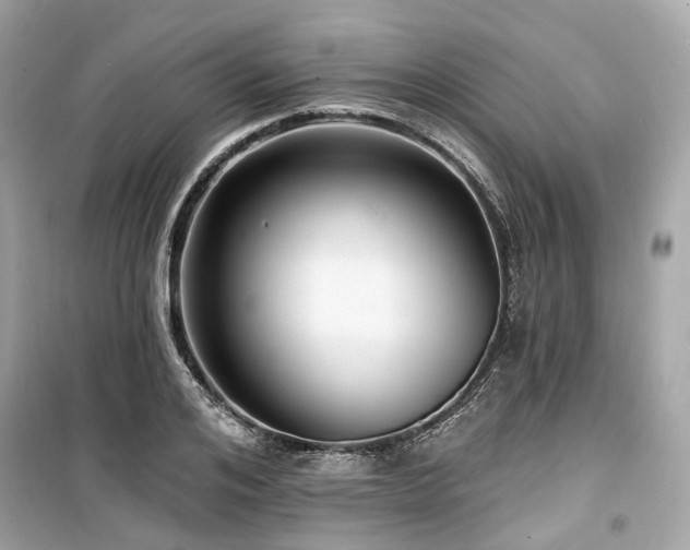 X0000099580984200805161231