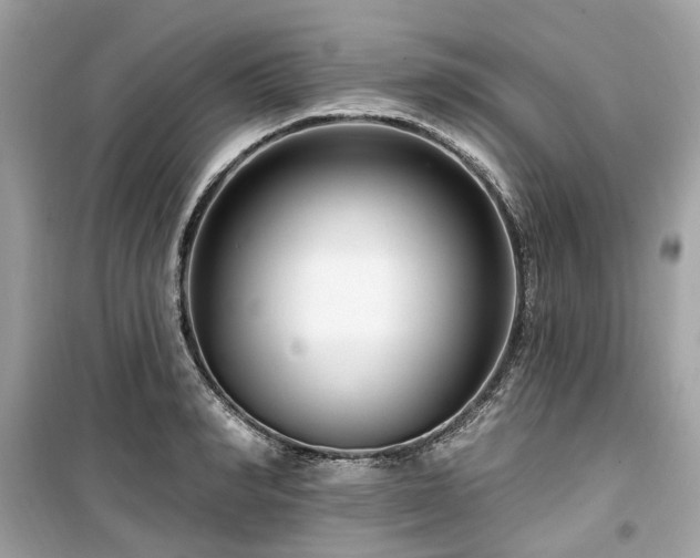 X0000099580990200805161231