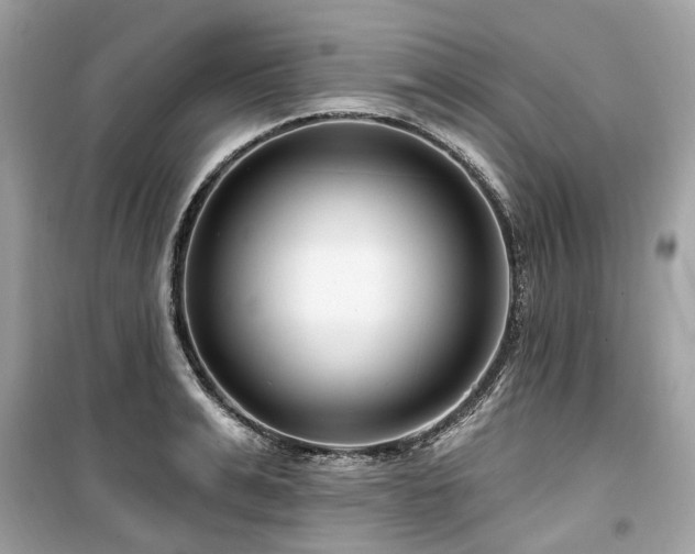 X0000099580991200805161231