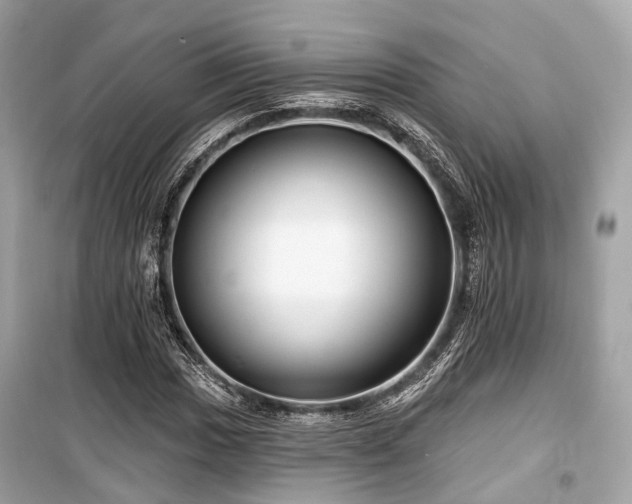 X0000099581017200805161230