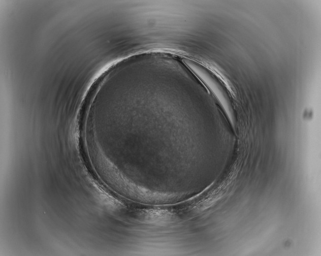 X0000099581024200805161230