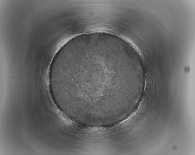 X0000099581031200805161230