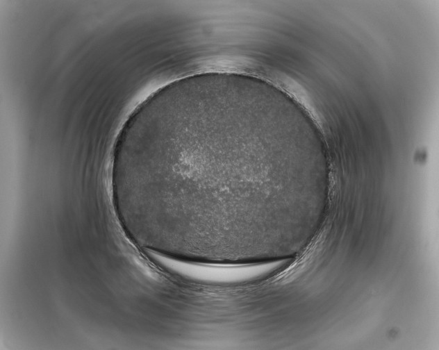 X0000099581035200805161230