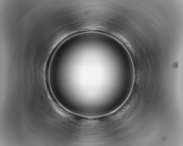 X0000099581039200805161230