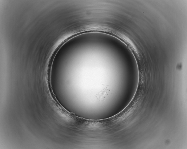 X0000099581043200805161230