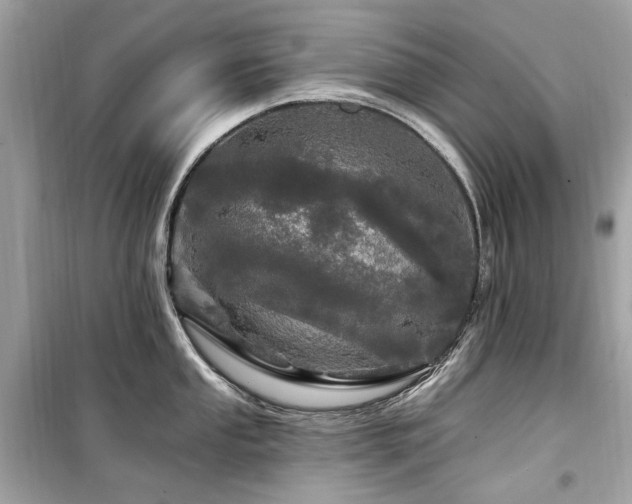 X0000099581053200805161230
