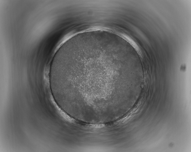 X0000099581055200805161230