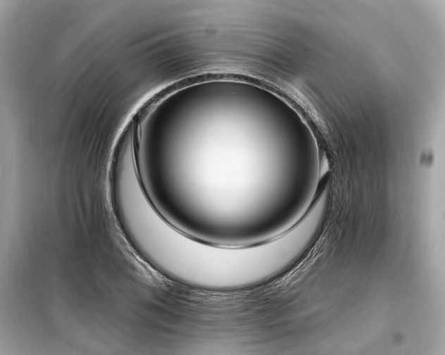 X0000099581076200805161229