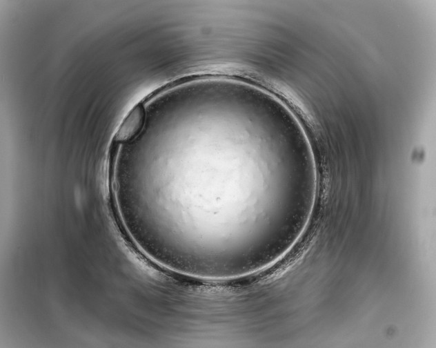 X0000099581079200805161229