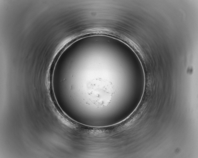 X0000099581082200805161229