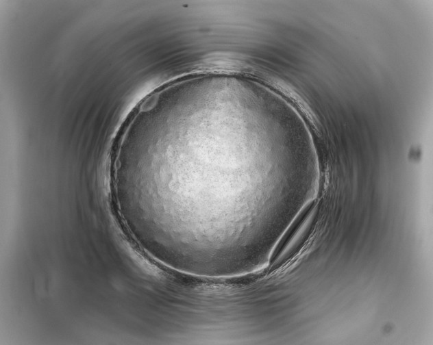 X0000099581083200805161229