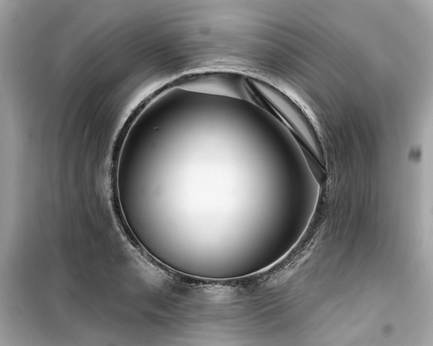 X0000099581085200805161229