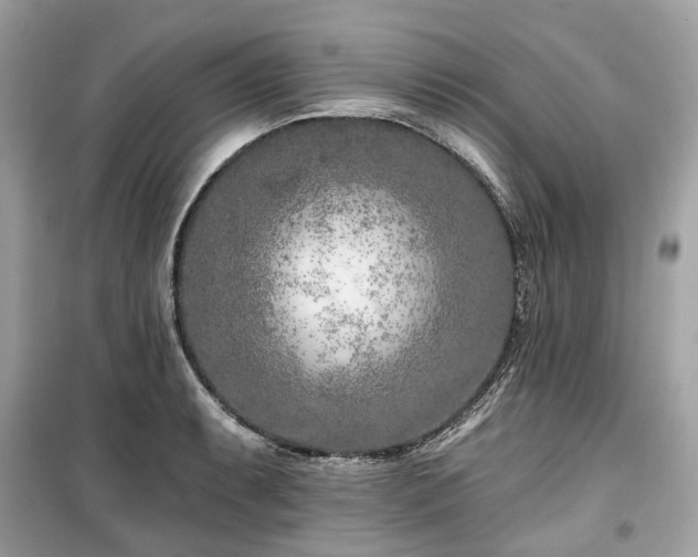 X0000099581087200805161229