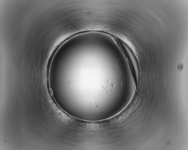 X0000099581088200805161229