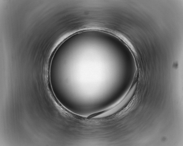 X0000099581101200805161229