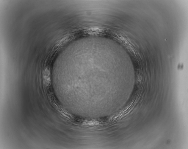 X0000099581106200805161228