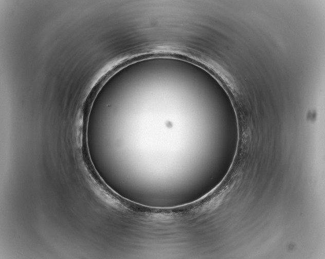 X0000099581126200805161229